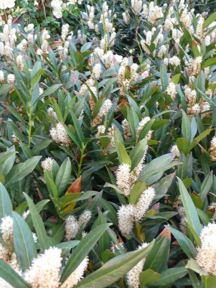 Prunus laurocerasus 'Otto Luyken' from David's Nursery Prunus laurocerasus 'Otto Luyken' - English Cherry Laurel
