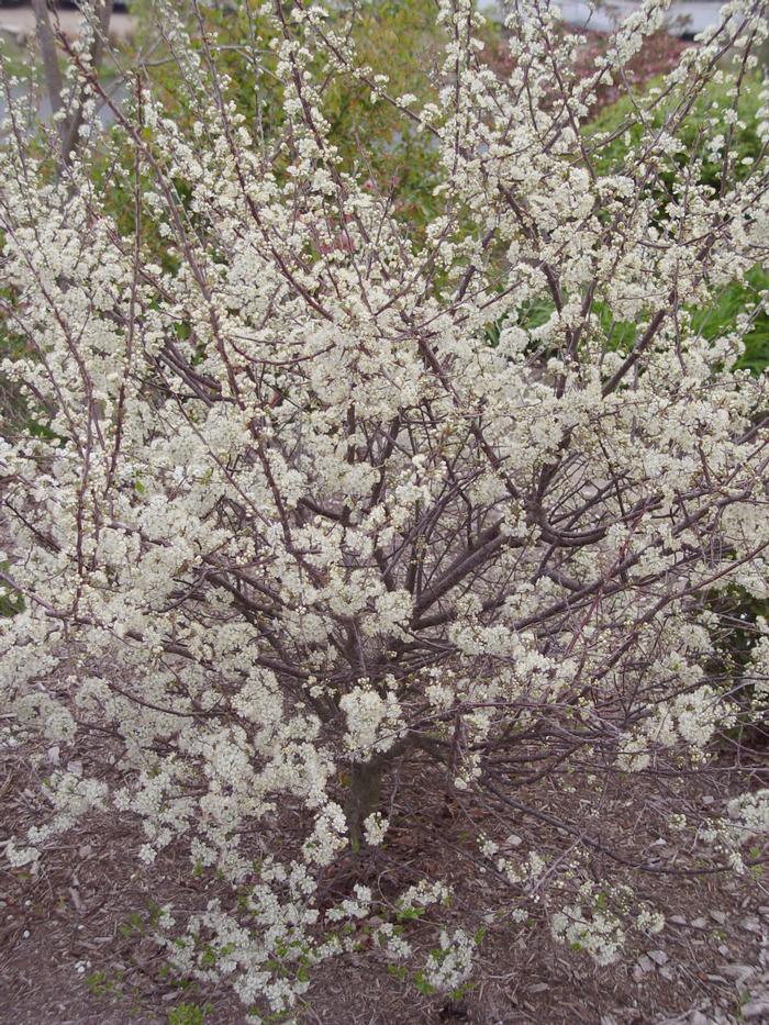 Prunus maritima from David's Nursery Prunus maritima - Beach Plum