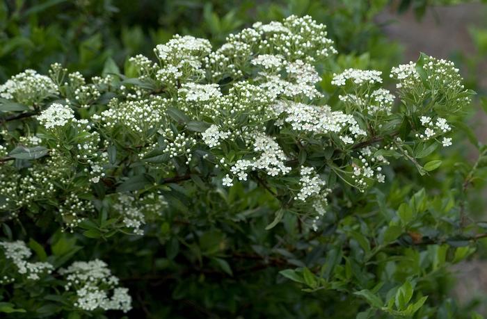 Pyracantha x 'Mohave' from David's Nursery Pyracantha x 'Mohave' - Pyracantha
