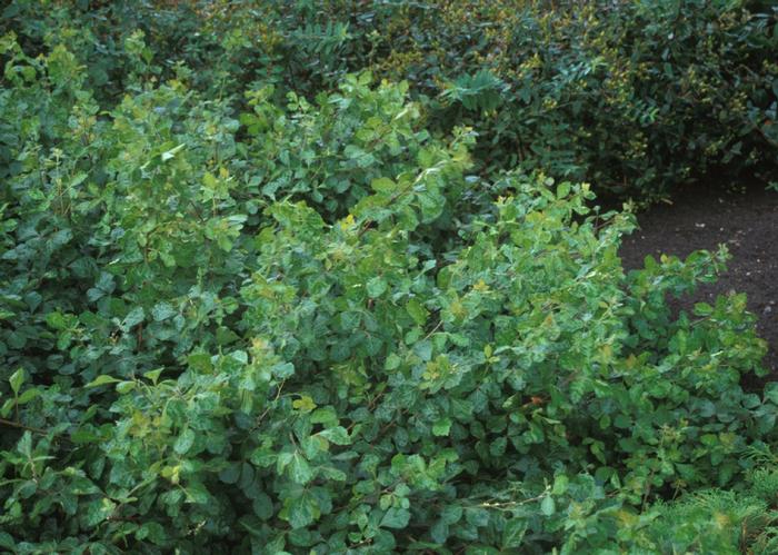 Rhus aromatica 'Gro-Low' from David's Nursery Rhus aromatica 'Gro-Low' - Fragrant Sumac