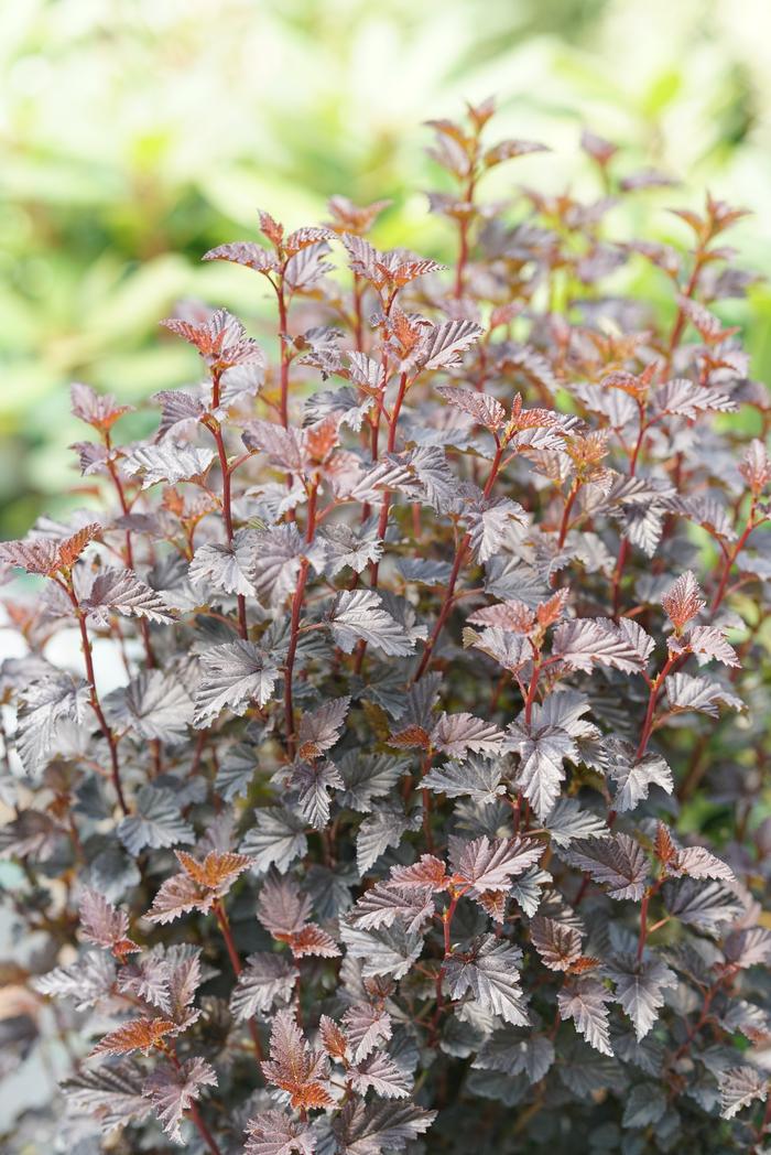Physocarpus opulifolius 'Black' from David's Nursery Physocarpus opulifolius Summer Wine® 'Black' ('SMNPMS') - Ninebark