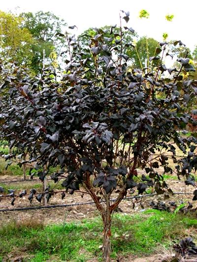 Physocarpus opulifolius 'Diabolo®' from David's Nursery Physocarpus opulifolius 'Diabolo®' ('Monlo') - Ninebark