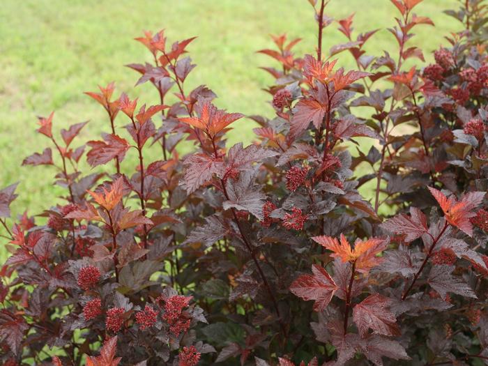Physocarpus opulifolius 'Ginger Wine®' from David's Nursery Physocarpus opulifolius 'Ginger Wine®' ('SMNPOBLR') - Ninebark