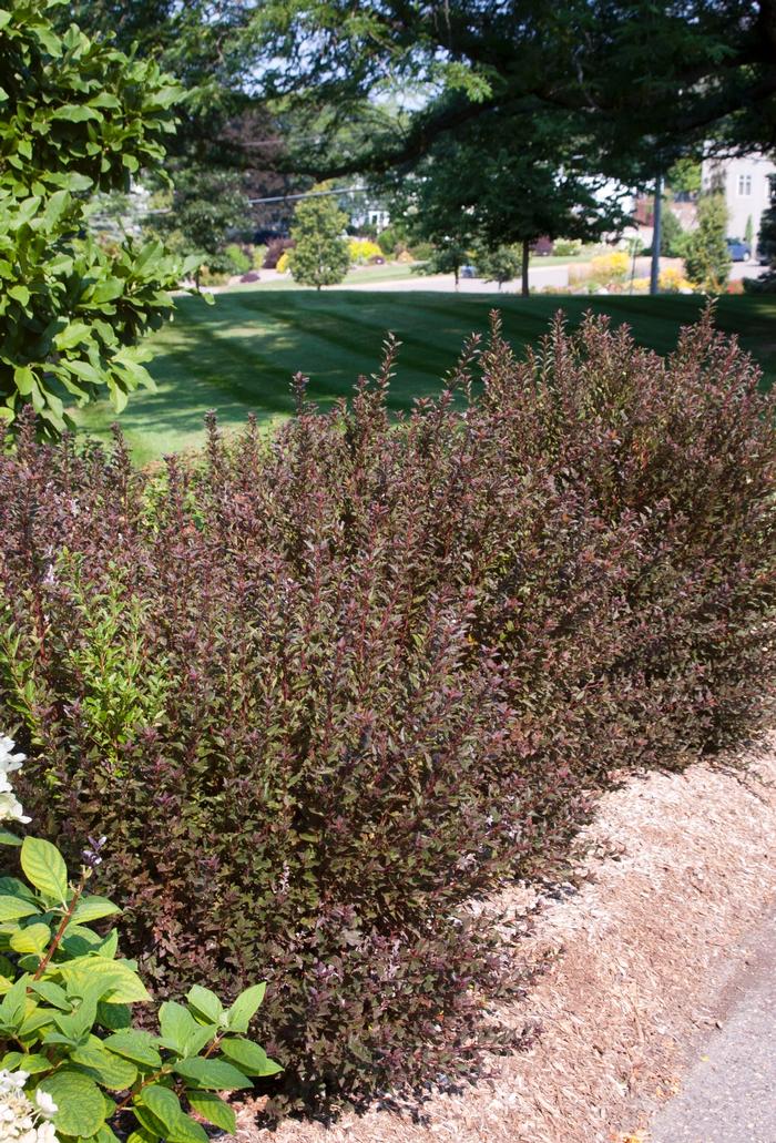 Physocarpus opulifolius 'Little Devil™' from David's Nursery Physocarpus opulifolius 'Little Devil™' ('Donna-May') - Ninebark