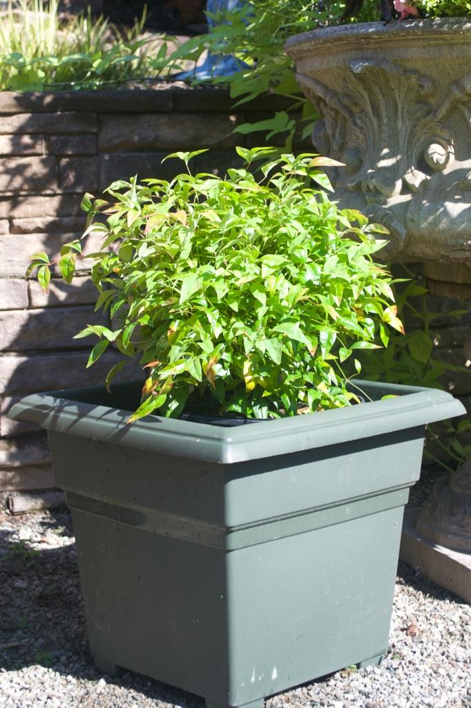 Nandina domestica 'Firepower' from David's Nursery Nandina domestica 'Firepower' - Heavenly Bamboo
