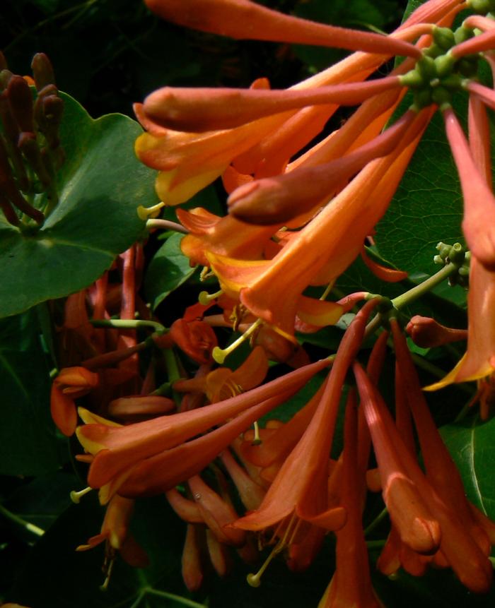 Lonicera x brownii 'Dropmore Scarlet' from David's Nursery Lonicera x brownii 'Dropmore Scarlet' - Trumpet Honeysuckle