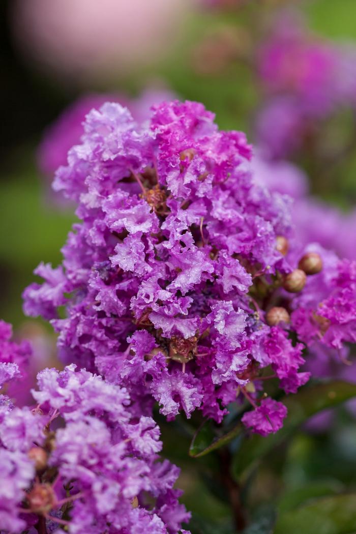 Lagerstroemia 'Purple Magic' from David's Nursery Lagerstroemia 'Purple Magic' - Crapemyrtle