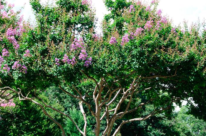 Lagerstroemia indica 'Catawba' from David's Nursery Lagerstroemia indica 'Catawba' - Crape Myrtle