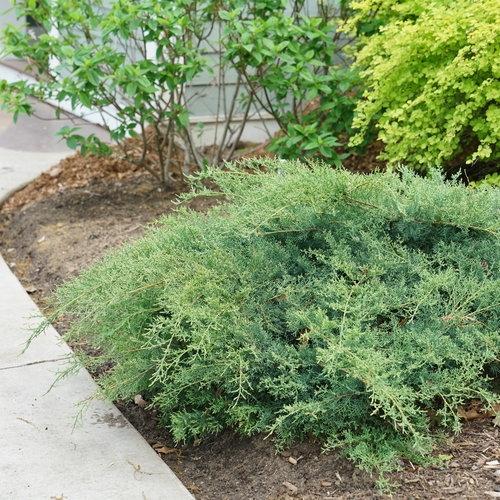 Juniperus chinensis 'Montana Moss®' from David's Nursery Juniperus chinensis 'Montana Moss®' ('SMNJCHM') - Juniper