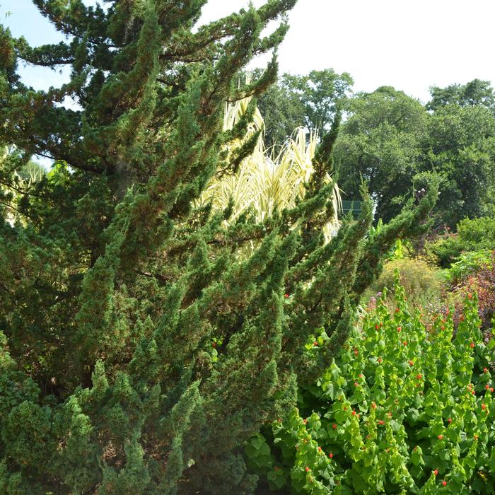 Juniperus chinensis 'Torulosa™' from David's Nursery Juniperus chinensis 'Torulosa™' ('Kaizuka') - Hollywood Juniper