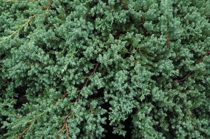 Juniperus procumbens 'Nana' from David's Nursery Juniperus procumbens 'Nana' - Japanese Garden Juniper