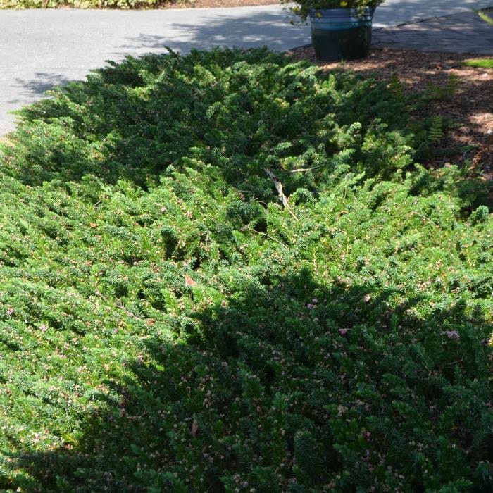 Juniperus conferta 'Blue Pacific' from David's Nursery Juniperus conferta 'Blue Pacific' - Juniper