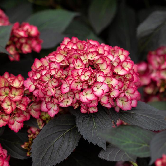 Hydrangea macrophylla 'Eclipse®' from David's Nursery Hydrangea macrophylla 'Eclipse®' ('Bailmacseven') - Bigleaf Hydrangea