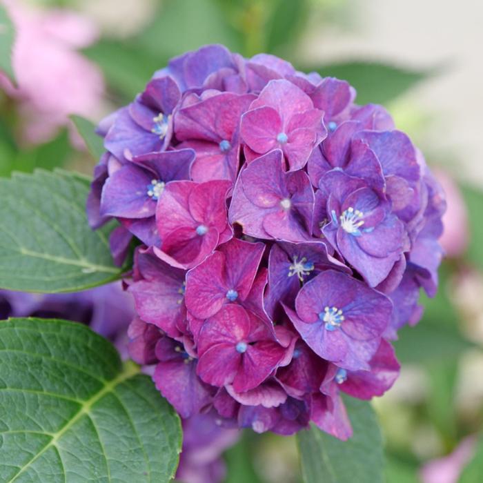 Hydrangea macrophylla from David's Nursery Hydrangea macrophylla Wee Bit Grumpy® ('Stragrum') - Bigleaf Hydrangea