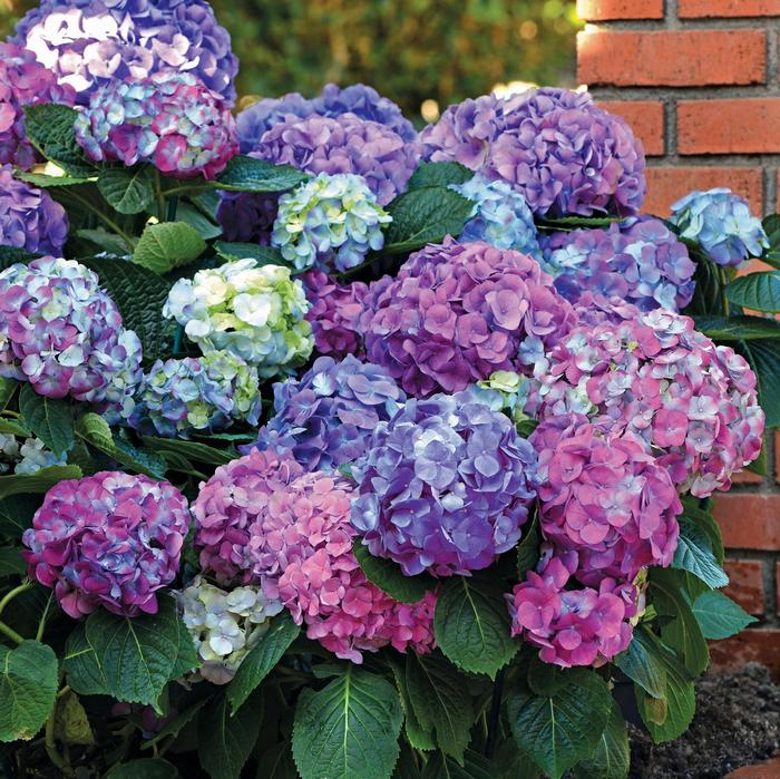 Hydrangea macrophylla 'L.A. Dreamin'®' from David's Nursery Hydrangea macrophylla 'L.A. Dreamin'®' ('Lindsey Ann') - Bigleaf Hydrangea