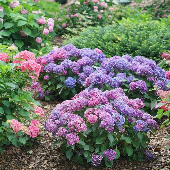 Hydrangea macrophylla 'Let's Dance Lovable®' from David's Nursery Hydrangea macrophylla 'Let's Dance Lovable®' ('SMNHMTB') - Reblooming Hydrangea