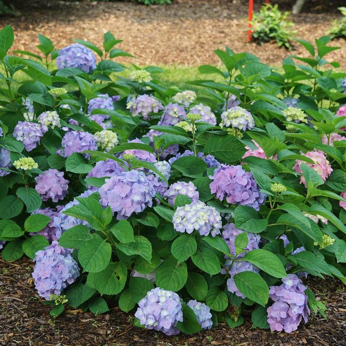 Hydrangea macrophylla 'Sky View®' from David's Nursery Hydrangea macrophylla Let's Dance® 'Sky View®' ('SMNHSME') - Reblooming Hydrangea