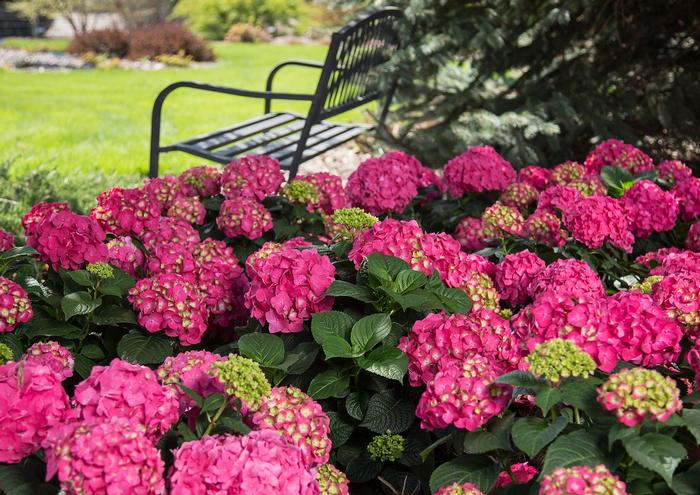 Hydrangea macrophylla 'Summer Crush®' from David's Nursery Hydrangea macrophylla 'Summer Crush®' ('BAILMACFIVE') - Bigleaf Hydrangea