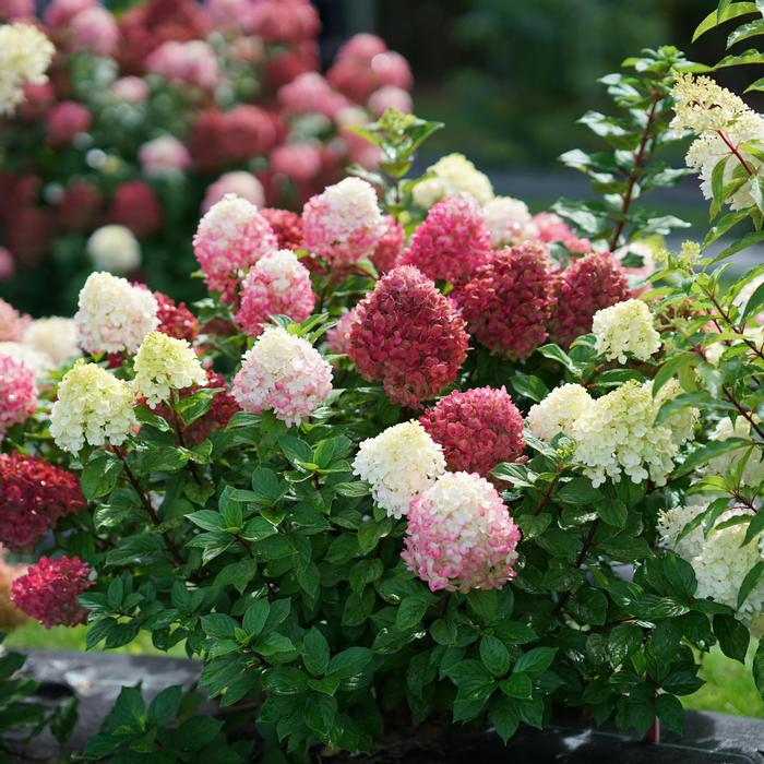 Hydrangea paniculata 'Little Lime Punch™' from David's Nursery Hydrangea paniculata 'Little Lime Punch™' ('SMNHPH') - Panicle Hydrangea