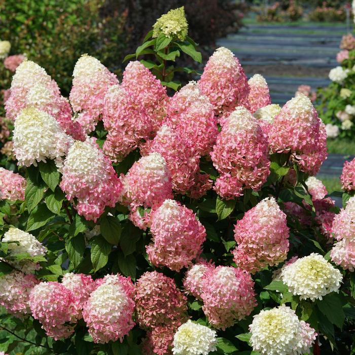 Hydrangea paniculata 'Quick Fire Fab®' from David's Nursery Hydrangea paniculata 'Quick Fire Fab®' ('SMNHPM') - Panicle Hydrangea