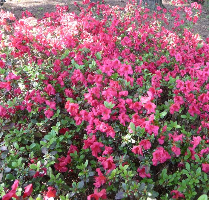 Rhododendron kaempferi 'Johanna' from David's Nursery Rhododendron kaempferi 'Johanna' - Azalea