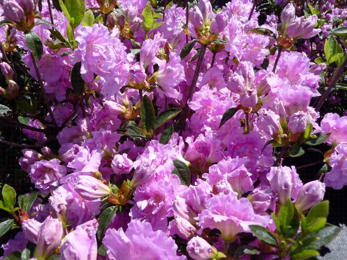 Rhododendron Shammarello hybrid 'Elsie Lee' from David's Nursery Rhododendron Shammarello hybrid 'Elsie Lee' - Azalea