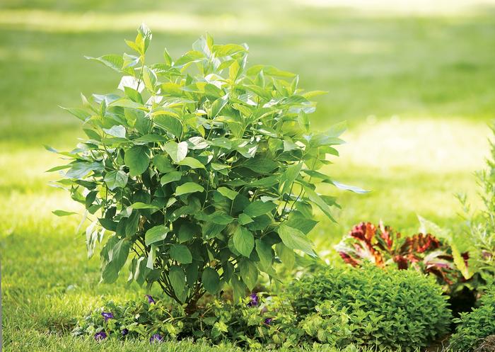 Cornus stolonifera 'Arctic Fire® Red' from David's Nursery Cornus stolonifera 'Arctic Fire® Red' ('Farrow') - Red-Osier Dogwood