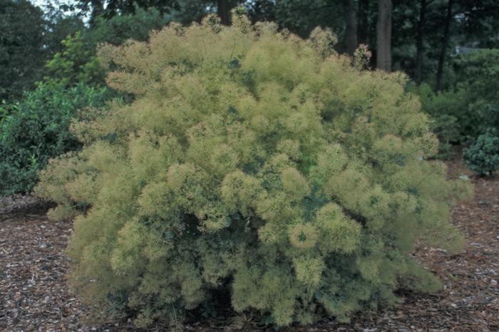 Cotinus coggygria 'Young Lady' from David's Nursery Cotinus coggygria 'Young Lady' - Smoke Tree