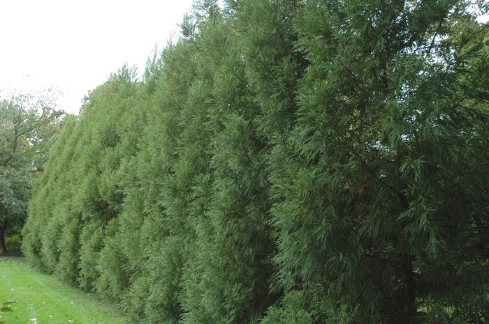 Cryptomeria japonica 'Radicans' from David's Nursery Cryptomeria japonica 'Radicans' - Japanese Cryptomeria