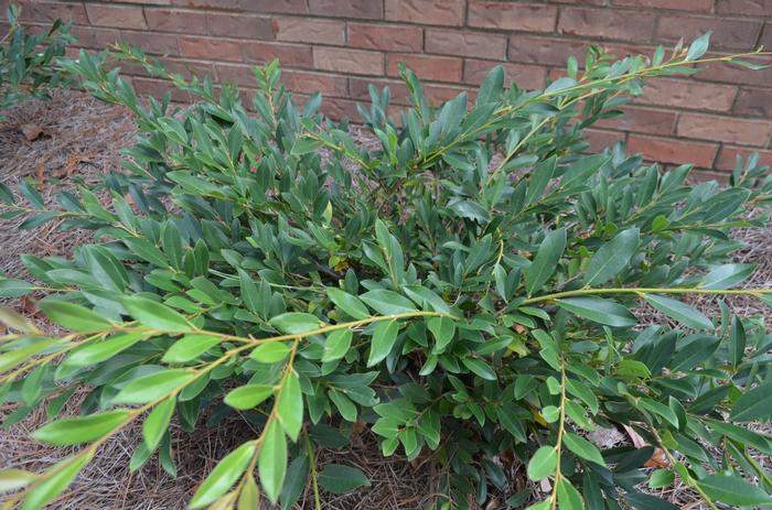 Distylium 'Vintage Jade' from David's Nursery Distylium 'Vintage Jade' - Distylium