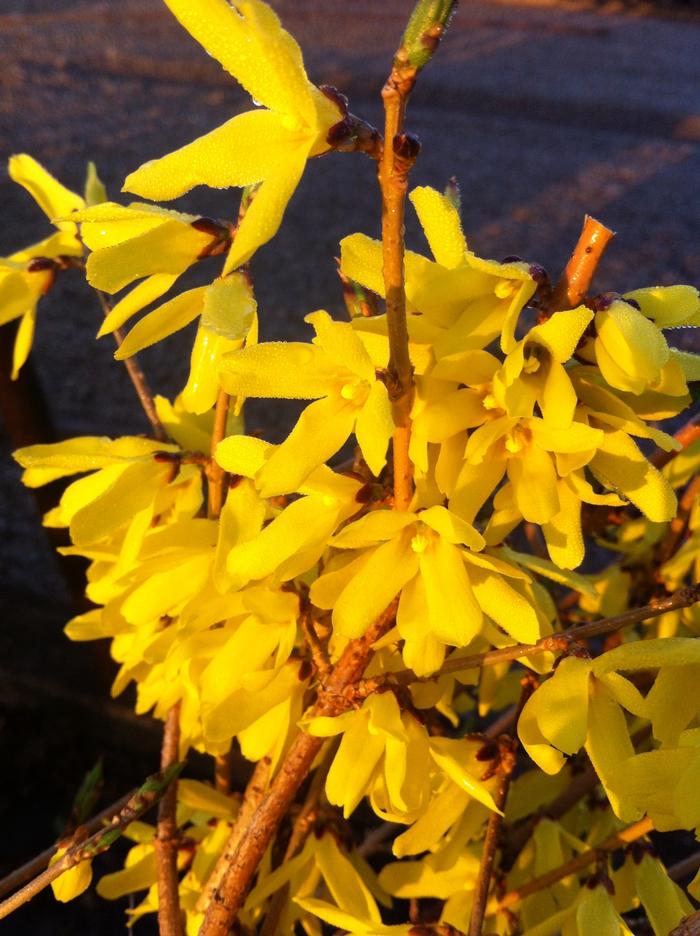 Forsythia ovata 'Northern Gold' from David's Nursery Forsythia ovata 'Northern Gold' - Forsythia