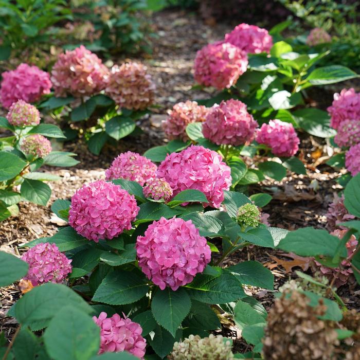 Hydrangea '¡Arriba!®' from David's Nursery Hydrangea Let's Dance® '¡Arriba!®' ('SMNHSC') - Reblooming Hydrangea