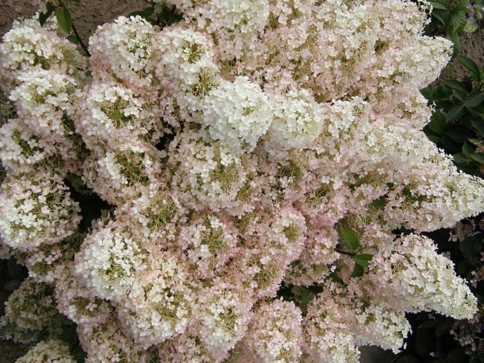 Hydrangea paniculata 'Bobo®' from David's Nursery Hydrangea paniculata 'Bobo®' ('ILVOBO') - Panicle Hydrangea