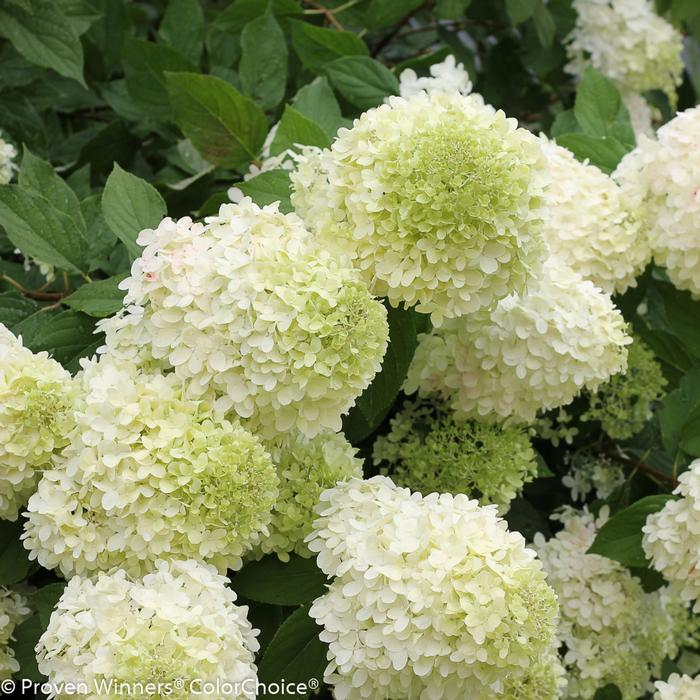 Hydrangea paniculata 'Limelight' from David's Nursery Hydrangea paniculata 'Limelight' - Panicle Hydrangea