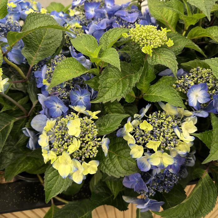 Hydrangea macrophylla 'Pop Star®' from David's Nursery Hydrangea macrophylla 'Pop Star®' ('Bailmacsix') - Bigleaf Hydrangea