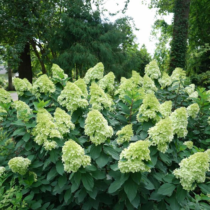 Hydrangea paniculata 'Limelight Prime®' from David's Nursery Hydrangea paniculata 'Limelight Prime®' ('SMNHPH') - Panicle Hydrangea