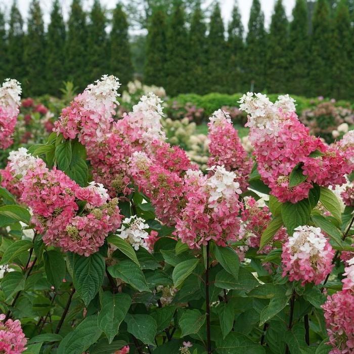 Hydrangea paniculata 'Pinky Winky Prime®' from David's Nursery Hydrangea paniculata 'Pinky Winky Prime®' ('ILVOHPPRM') - Panicle Hydrangea