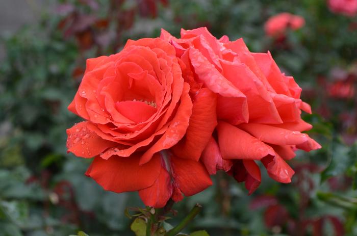 Rosa 'Fragrant Cloud' from David's Nursery Rosa 'Fragrant Cloud' - Rose