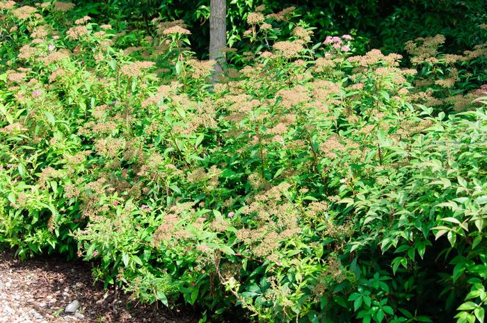 Spiraea japonica 'Shirobana' from David's Nursery Spiraea japonica 'Shirobana' - Spirea