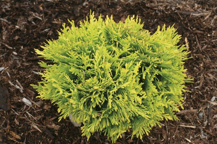 Thuja occidentalis 'Anna's Magic Ball®' from David's Nursery Thuja occidentalis 'Anna's Magic Ball®' ('Anna van Vloten') - Arborvitae
