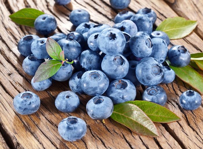 Vaccinium corymbosum 'Bluecrop' from David's Nursery Vaccinium corymbosum 'Bluecrop' - Blueberry