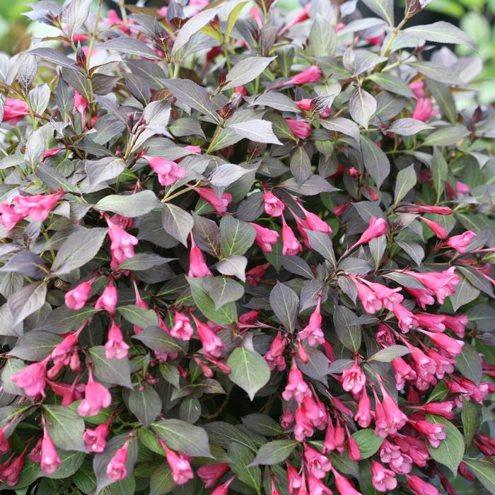 Weigela florida 'Midnight Wine Shine®' from David's Nursery Weigela florida 'Midnight Wine Shine®' ('SMNWFMS') - Weigela