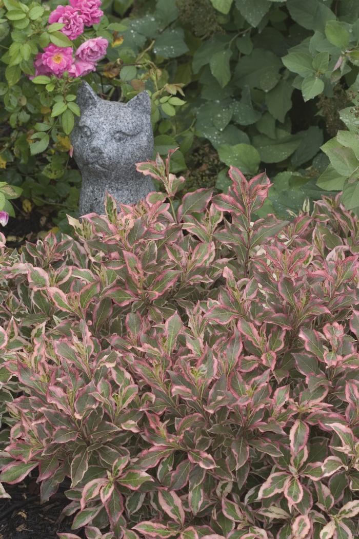 Weigela florida 'My Monet®' from David's Nursery Weigela florida 'My Monet®' ('Verweig') - Weigela