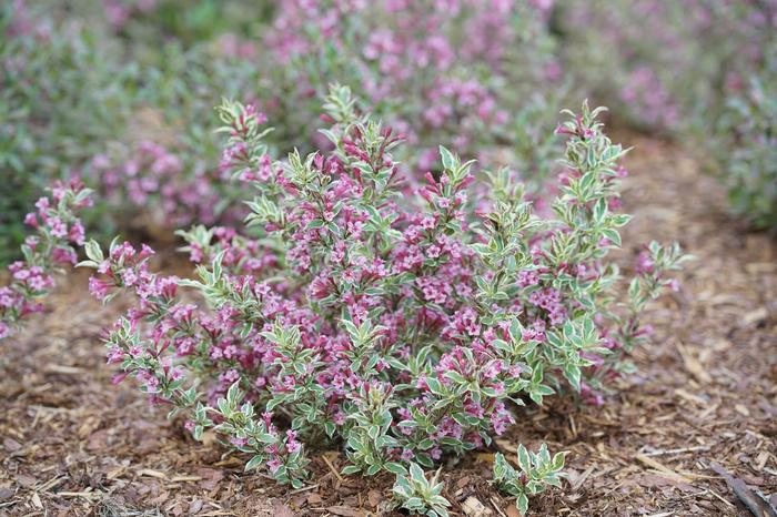 Weigela florida 'My Monet Purple Effect®' from David's Nursery Weigela florida 'My Monet Purple Effect®' ('Verweig8') - Weigela