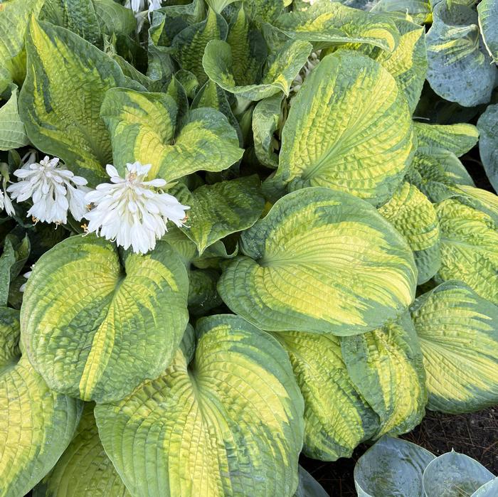 Hosta 'Brother Stefan' from David's Nursery Hosta 'Brother Stefan' - Hosta or Plantain Lily