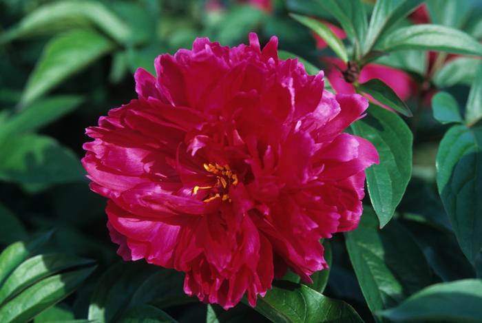 Paeonia lactiflora 'Karl Rosenfeld' from David's Nursery Paeonia lactiflora 'Karl Rosenfeld' - Peony