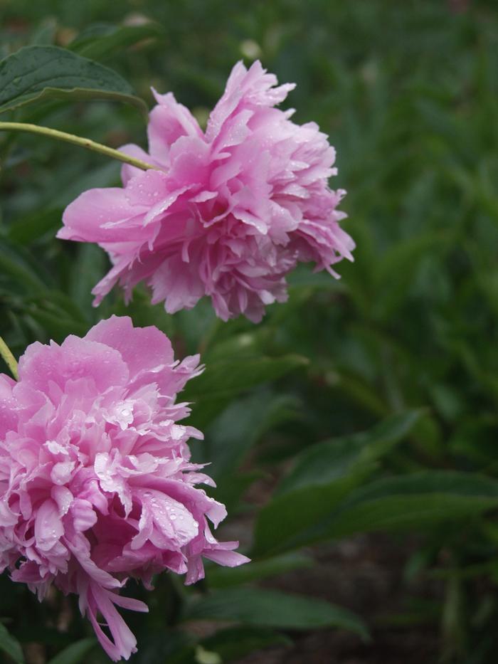 Paeonia lactiflora 'Mons. Jules Elie' from David's Nursery Paeonia lactiflora 'Mons. Jules Elie' - Peony
