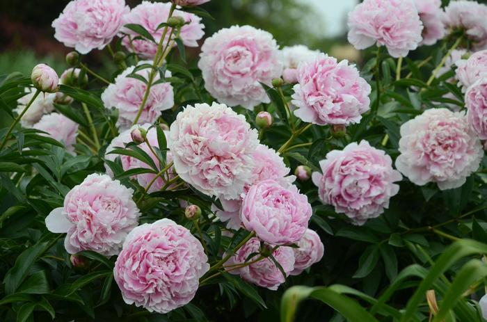Paeonia lactiflora 'Sarah Bernhardt' from David's Nursery Paeonia lactiflora 'Sarah Bernhardt' - Peony