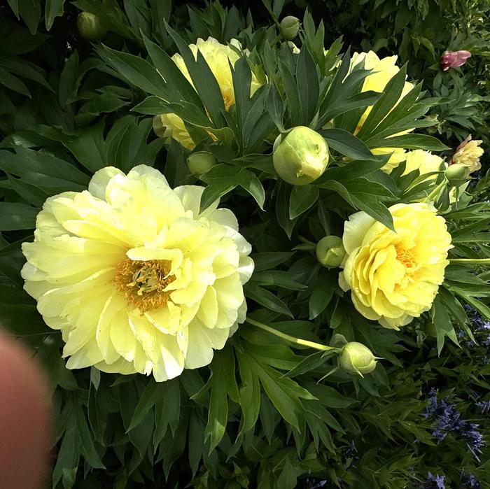 Paeonia 'Bartzella' from David's Nursery Paeonia 'Bartzella' - Itoh Peony